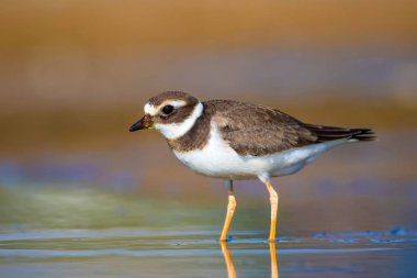 Sevimli küçük su kuşu. Su ve kum arka plan. Kuş: Ortak Halkalı Yağmur. Charadrius hiaticula.