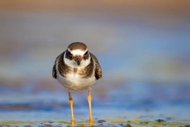 Sevimli küçük su kuşu. Su ve kum arka plan. Kuş: Ortak Halkalı Yağmur. Charadrius hiaticula.