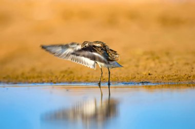 Sevimli küçük su kuşu. Doğal sulak arka plan. Kuş: Ortak Küçük Stint. Calidris minuta.