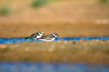 Sevimli küçük su kuşu. Su ve kum arka plan. Kuş: Ortak Halkalı Yağmur. Charadrius hiaticula.
