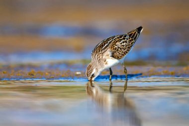 Sevimli küçük su kuşu. Doğal sulak arka plan. Kuş: Ortak Küçük Stint. Calidris minuta.
