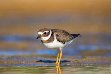 Tatlı küçük su kuşu. Doğa geçmişi. Kuş: ortak Ringed Plover. Ali özçelik.