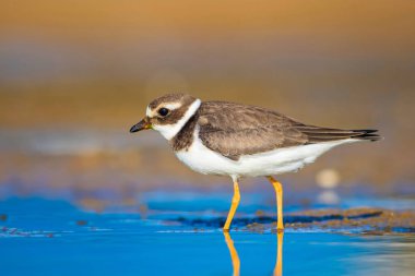 Tatlı küçük su kuşu. Doğa geçmişi. Kuş: ortak Ringed Plover. Ali özçelik.
