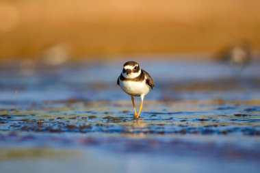 Tatlı küçük su kuşu. Doğa geçmişi. Kuş: ortak Ringed Plover. Ali özçelik.