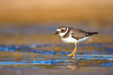 Cute little water bird. Nature background. Bird: Common Ringed Plover. Charadrius hiaticula. clipart