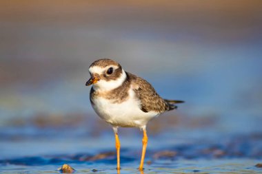 Tatlı küçük su kuşu. Doğa geçmişi. Kuş: ortak Ringed Plover. Ali özçelik.