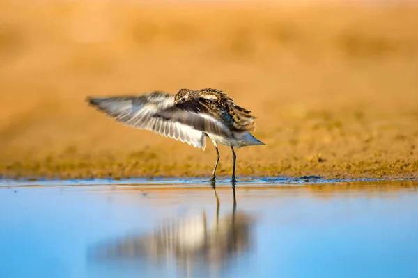 Joli Petit Oiseau Eau Contexte Naturel Des Zones Humides Oiseau — Photo