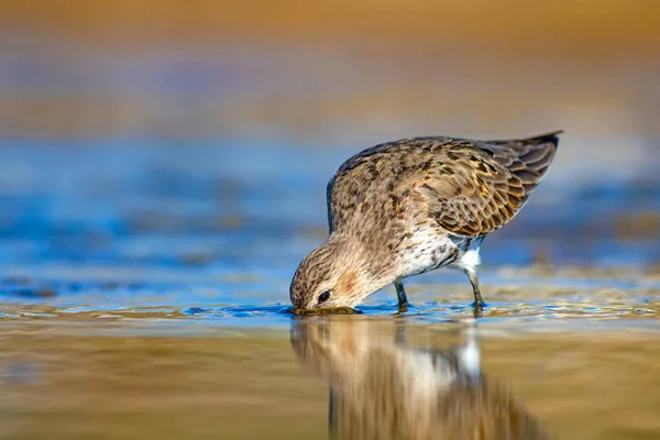 Wasservogel Wasserläufer Farbenfroher Natürlicher Hintergrund Gewöhnlicher Wasservogel Brachwasserläufer — Stockfoto