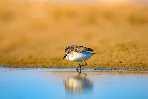 Niedlichen Kleinen Wasservogel Natürliche Feuchtgebiete Hintergrund Vogel Gemeinsamer Kleiner Stint — Stockfoto