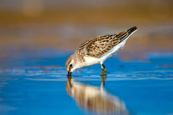 Schattige Kleine Water Vogel Natuurlijke Wetland Achtergrond Vogel Vaak Weinig — Stockfoto