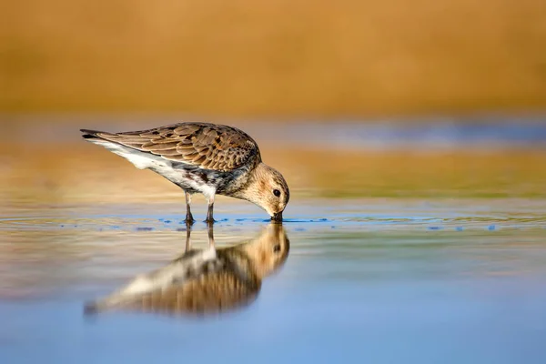 Vízi Cankó Színes Természetes Háttér Közönséges Vízmadár Curlew Sandpiper — Stock Fotó