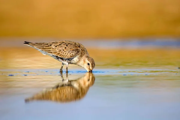 Bécasseau Eau Fond Naturel Coloré Oiseau Eau Commun Bécasseau Courlis — Photo