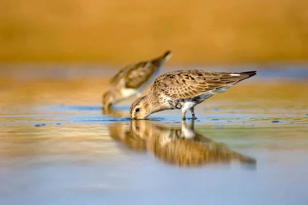 Ptak Wodny Sandpiper Kolorowe Naturalne Tło Pospolity Ptak Wodny Curlew — Zdjęcie stockowe