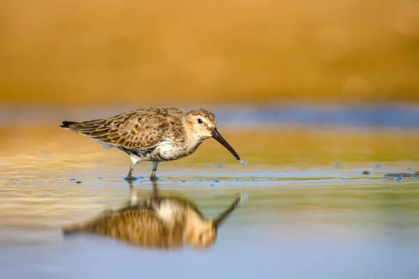 Pássaro Água Sandpiper Fundo Natural Colorido Pássaro Água Comum Curlew — Fotografia de Stock