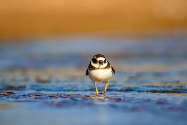 Niedlichen Kleinen Wasservogel Natur Hintergrund Vogel Regenpfeifer Scharadrius Hiaticula — Stockfoto