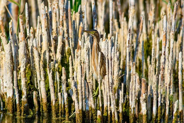 Heron Habitat Lake Reeds Background Camouflage Animal Bird Common Squacco — Stock Photo, Image