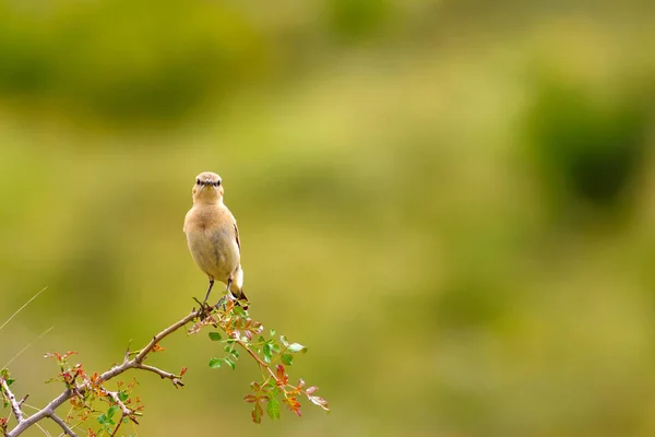 Ptaki Przyroda Ptaki Tło Siedlisk Przyrodniczych — Zdjęcie stockowe