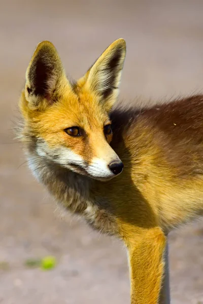 Raposa Animais Selvagens Natureza Habitat Fundo — Fotografia de Stock