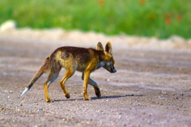 Vahşi yaşam hayvanı Fox. Doğa habitat arka plan.