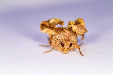 Giysi güvesinin portre başı. Makro fotoğrafçılık. Doğal sarı arka plan.