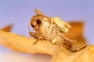 Giysi güvesinin portre başı. Makro fotoğrafçılık. Doğal sarı arka plan.