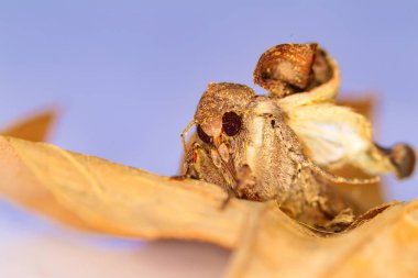 Giysi güvesinin portre başı. Makro fotoğrafçılık. Doğal sarı arka plan.