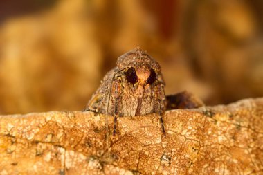 Giysi güvesinin portre başı. Makro fotoğrafçılık. Doğal sarı arka plan.