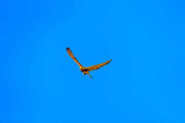 Avıyla uçan şahin. Kuş: Küçük Kerkenez. Falco naumanni. Mavi gökyüzü arka planı.