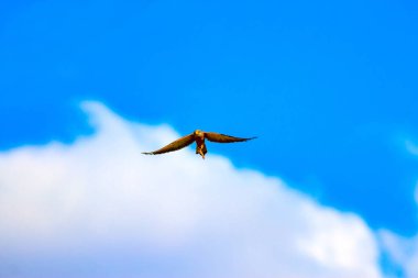 Avıyla uçan şahin. Kuş: Küçük Kerkenez. Falco naumanni. Mavi gökyüzü arka planı.