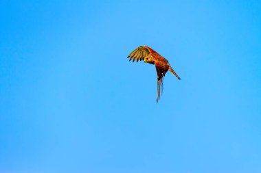 Avıyla uçan şahin. Kuş: Küçük Kerkenez. Falco naumanni. Mavi gökyüzü arka planı.