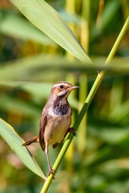 Sevimli küçük kuş. Mavi doğa arka planı. Ortak kuş: Bluethroat.