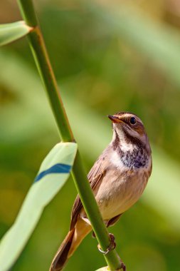 Sevimli küçük kuş. Mavi doğa arka planı. Ortak kuş: Bluethroat.