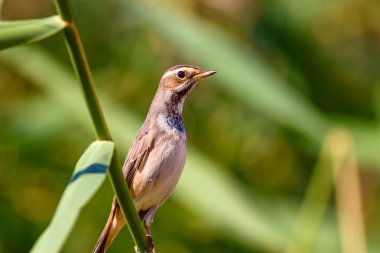 Sevimli küçük kuş. Mavi doğa arka planı. Ortak kuş: Bluethroat.