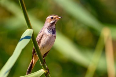 Sevimli küçük kuş. Mavi doğa arka planı. Ortak kuş: Bluethroat.