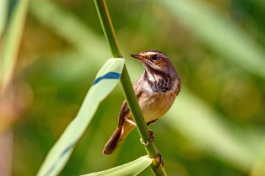 Sevimli küçük kuş. Mavi doğa arka planı. Ortak kuş: Bluethroat.