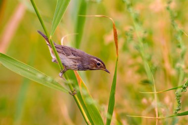 Sevimli küçük kuş. Mavi doğa arka planı. Ortak kuş: Bluethroat.