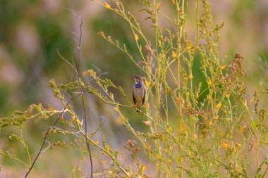 Sevimli küçük kuş. Mavi doğa arka planı. Ortak kuş: Bluethroat.