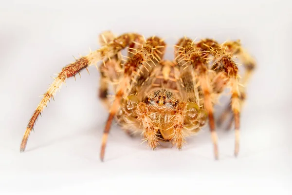 Spinne Natürlicher Hintergrund Makrofoto — Stockfoto