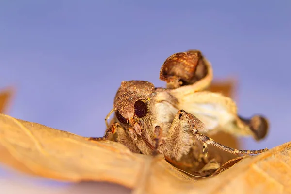 Portrait head of clothes moth. Macro photography. Natural yellow background.