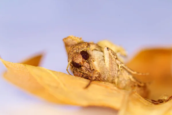 Portrait head of clothes moth. Macro photography. Natural yellow background.