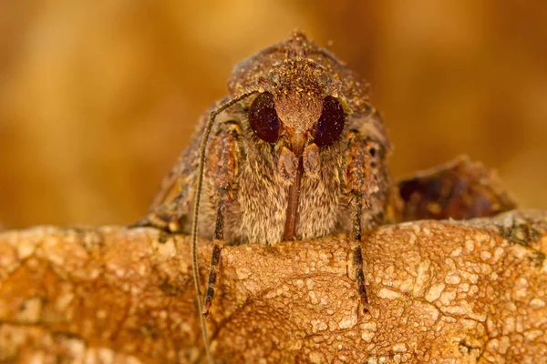 Porträtt Huvud Kläder Moth Makrofotografering Naturlig Gul Bakgrund — Stockfoto