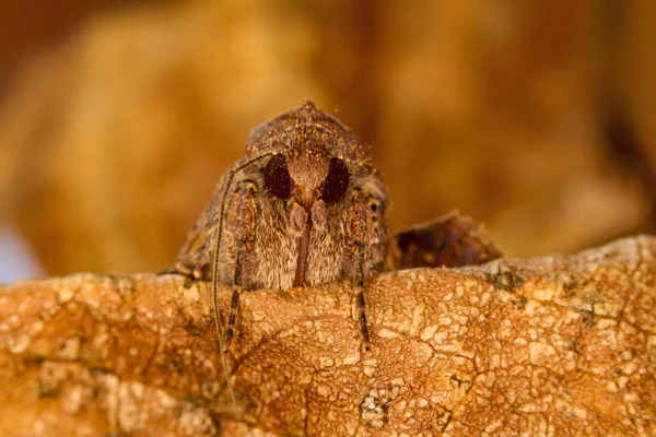 Portrait head of clothes moth. Macro photography. Natural yellow background.