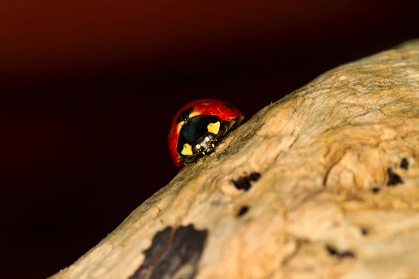 Jolie Dame Oiseau Fond Naturel Coccinelle — Photo