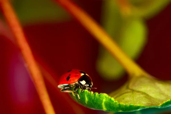 Jolie Dame Oiseau Fond Naturel Coccinelle — Photo