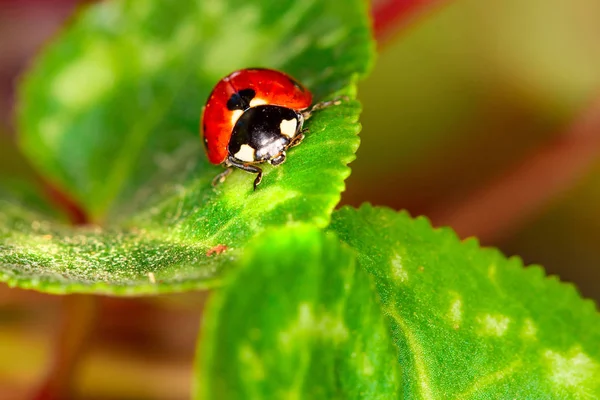 Jolie Dame Oiseau Fond Naturel Coccinelle — Photo