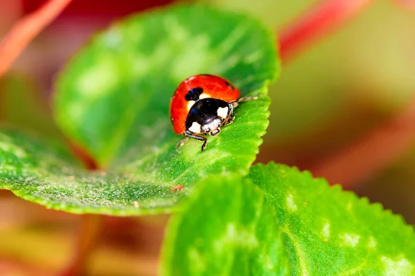 Jolie Dame Oiseau Fond Naturel Coccinelle — Photo