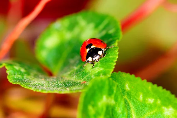 Cute lady bird. Nature background. Ladybug.