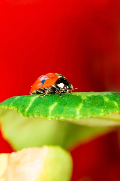 Jolie Dame Oiseau Fond Naturel Coccinelle — Photo