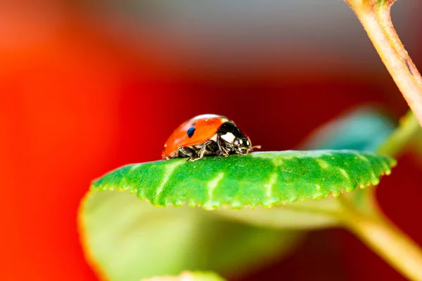 Jolie Dame Oiseau Fond Naturel Coccinelle — Photo