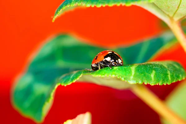 Cute lady bird. Nature background. Ladybug.